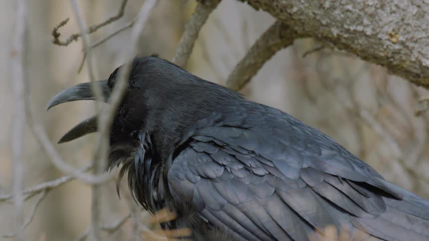 A glossy black raven perches among bare branches in profile its layered feathers catching soft light as it watches chirping