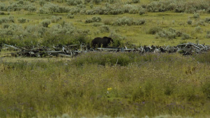 Bear moves slowly through a yellowish field with scattered logs