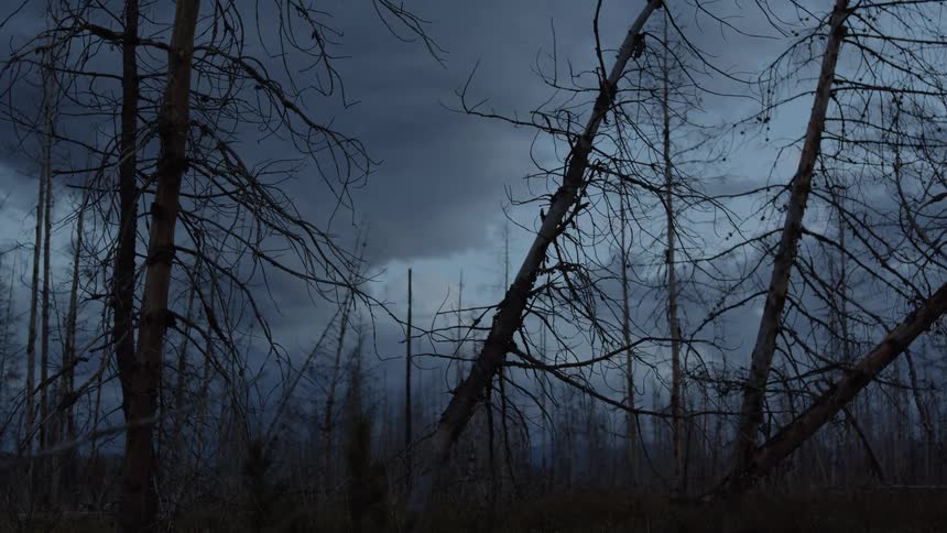A dark stormy sky looms over a stand of bare leaning trees creating a stark haunting forest scene