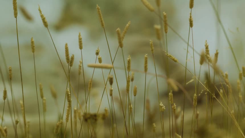 Close up of swaying grasses on a field outdoors during daytime