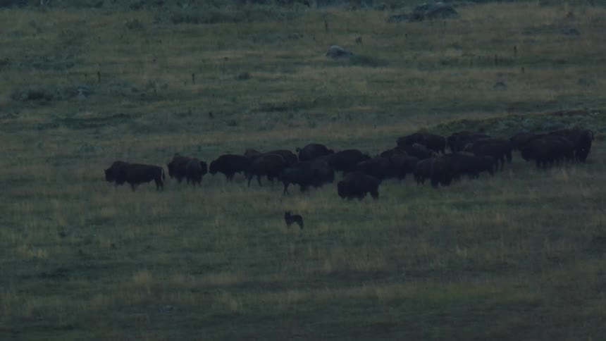Herd of bison gathers in an open field at dusk