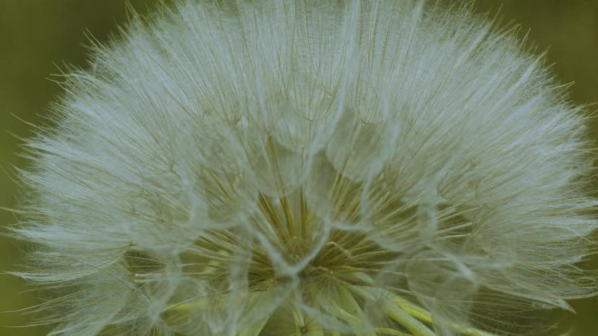 Detailed closeup of a dandelion about to release its seeds into the wind