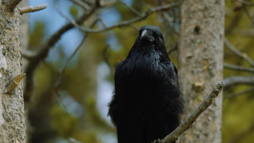 Raven perched silently among the branches
