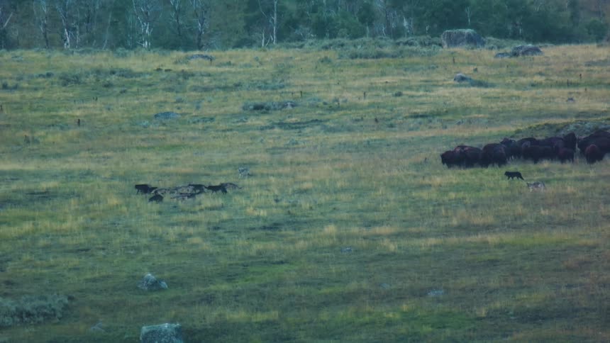 The pack of wolves run on the field