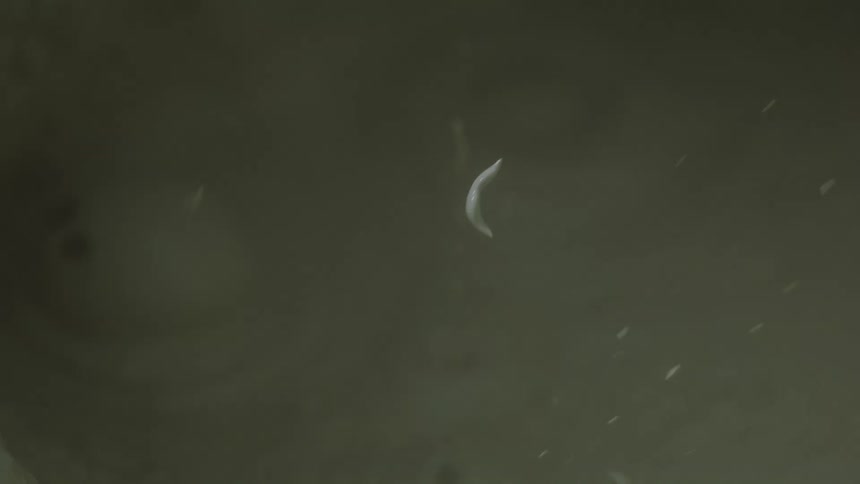 A close view of greenish murky water shows soft circular ripples spreading across the surface