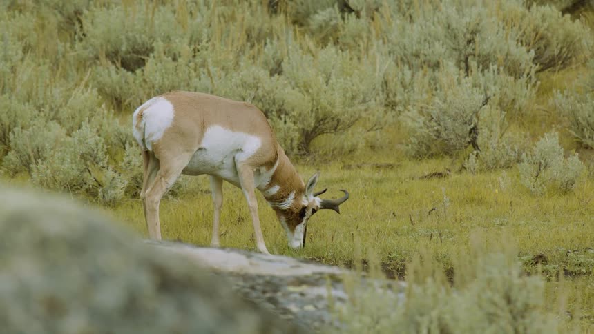 The video clip shows an adult male pronghorn grazing in a grassy field with low sagelike brush the animal has a white and tan coat and is bending its neck to eat from the ground in an outdoor natural setting