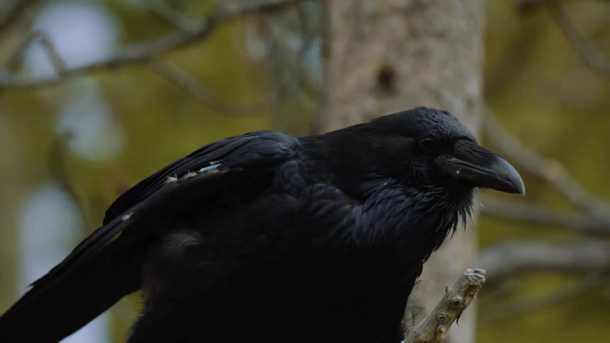 Black raven perched on a branch in front of a tree trunk