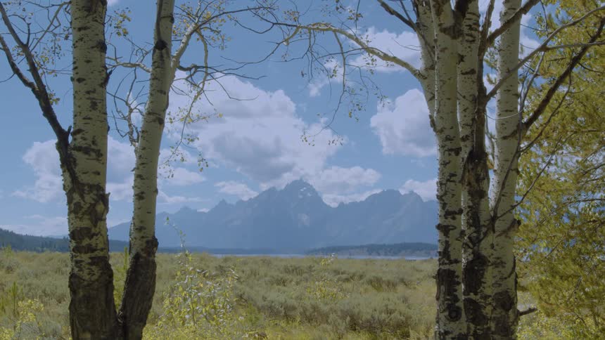 Mountains in the background seen between tree trunks in an open field