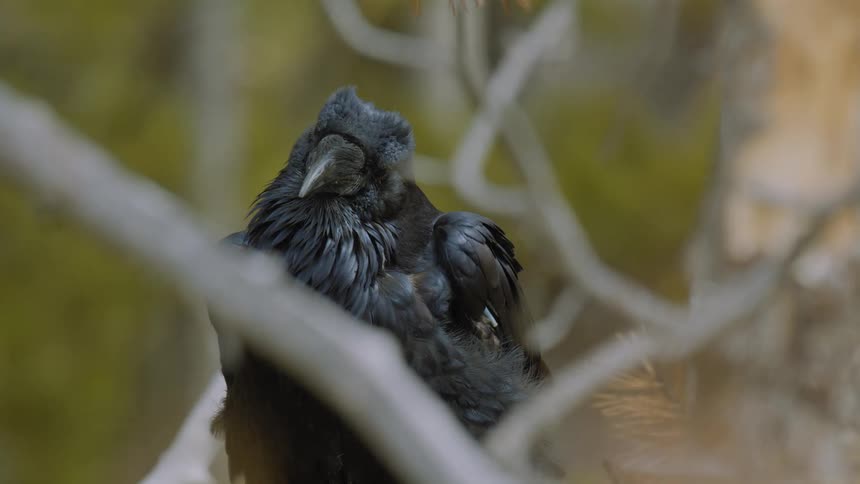 The raven moves around in the branches