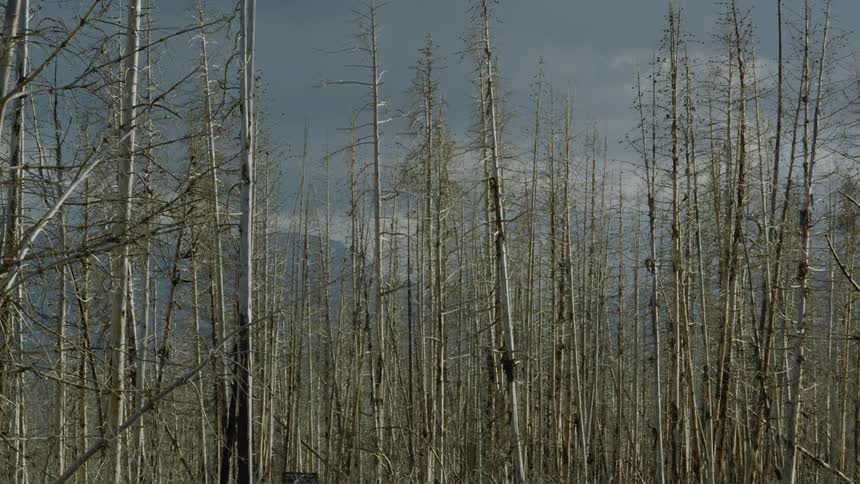 Forest of dry leafless trees under a cloudy sky