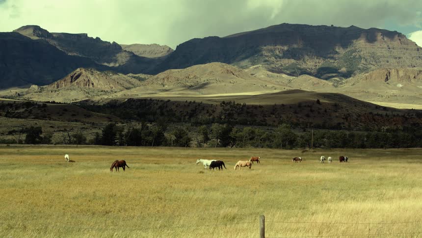 Black white and brown horses graze in a grassland beneath a mountain range