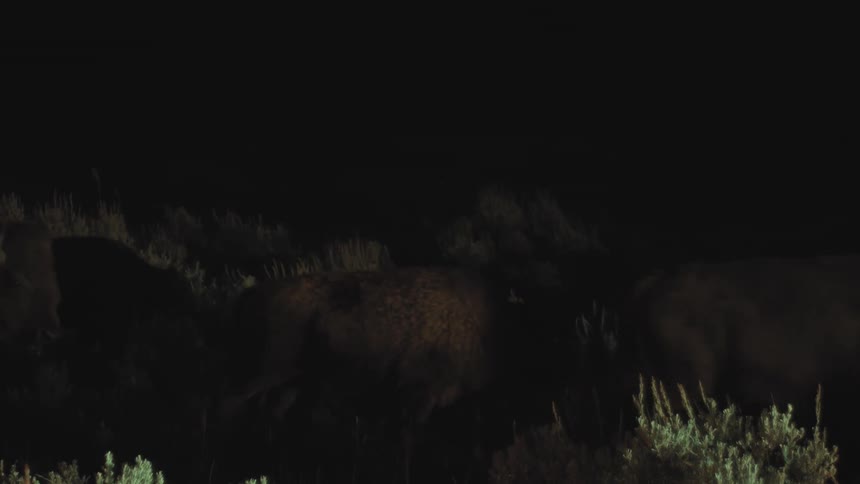 A bison herd walking through a forest at night