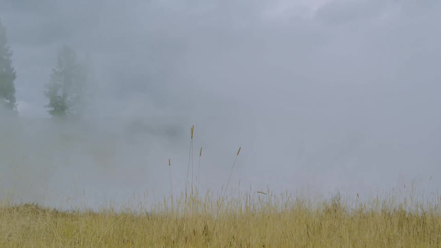 The video clip is a static shot of a field of tall dry yellow grass with a dense lightcolored cloud of mist or steam filling the background the fog obscures the view but hints at trees or hills behind it creating a serene and slightly mysterious natu