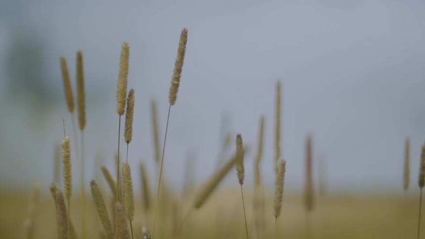 Golden grass stalks stand out against the soft blue sky