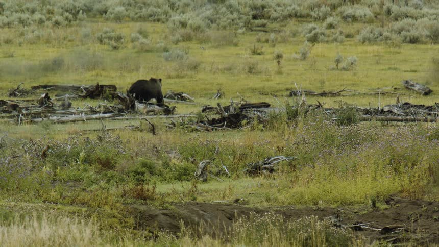 The bear is walking along the green grass