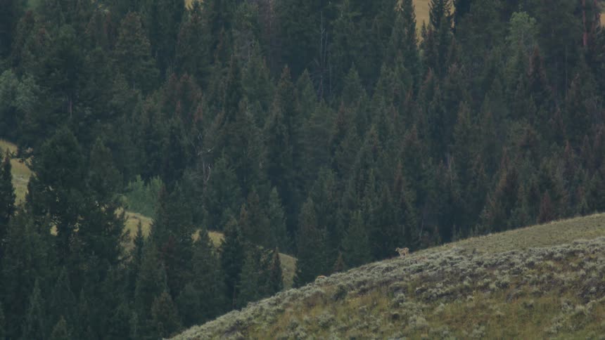 The wolf pack walks down the hill towards the forest