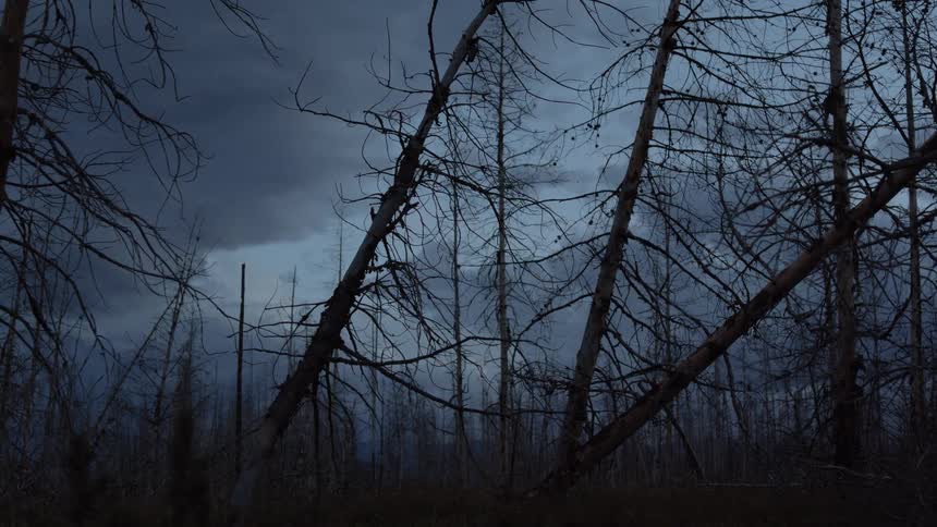 Some of the trees have fallen in the forest
