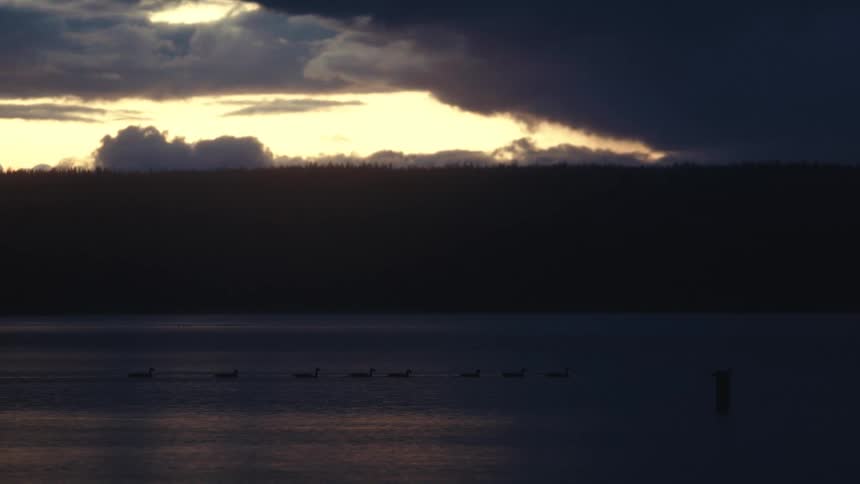 Line of waterfowl crosses a lake at dusk beneath dark clouds