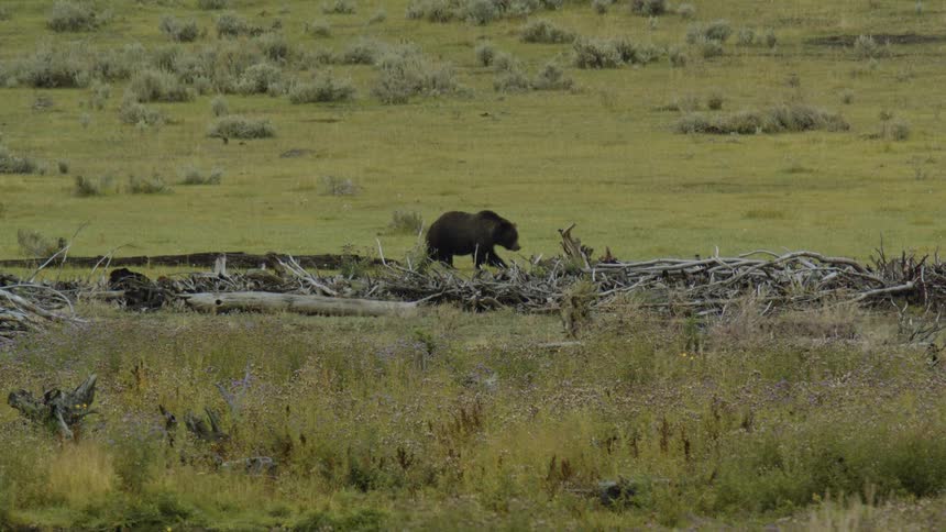 Bear walks through an open field with fallen logs and dry vegetation