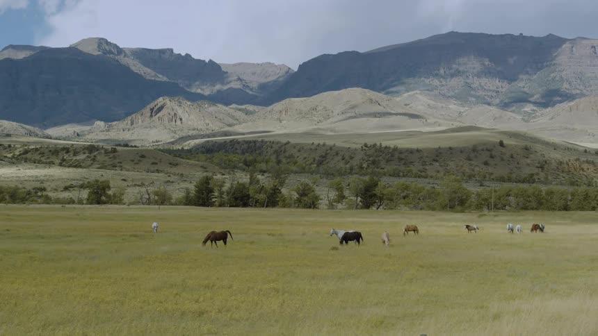 Horses graze in an open field surrounded by arid mountains