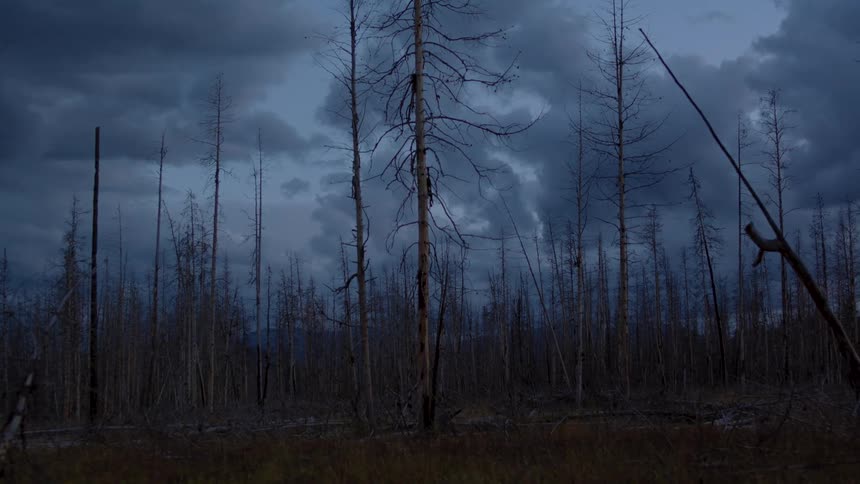 Forest of burnt trees under a dark cloudy sky