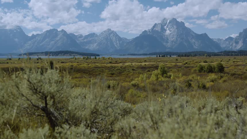 Tall grass and shrubs sway gently in the wind with a mountain in the background