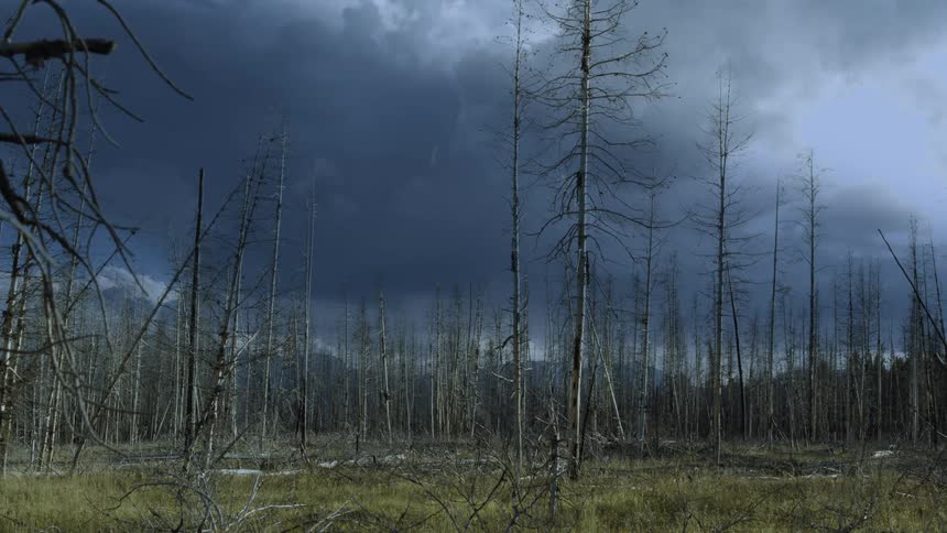 Burnt forest with dry trees under a dark cloudy sky
