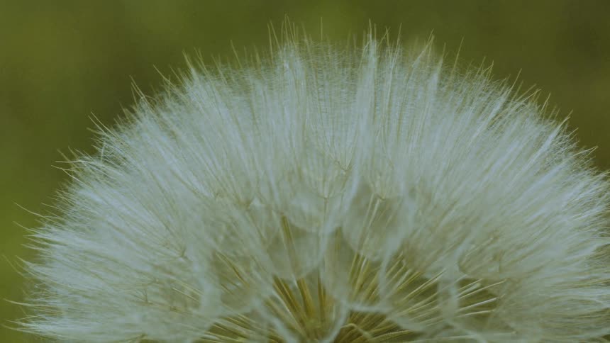 Closeup of a dandelion with seeds ready for dispersal