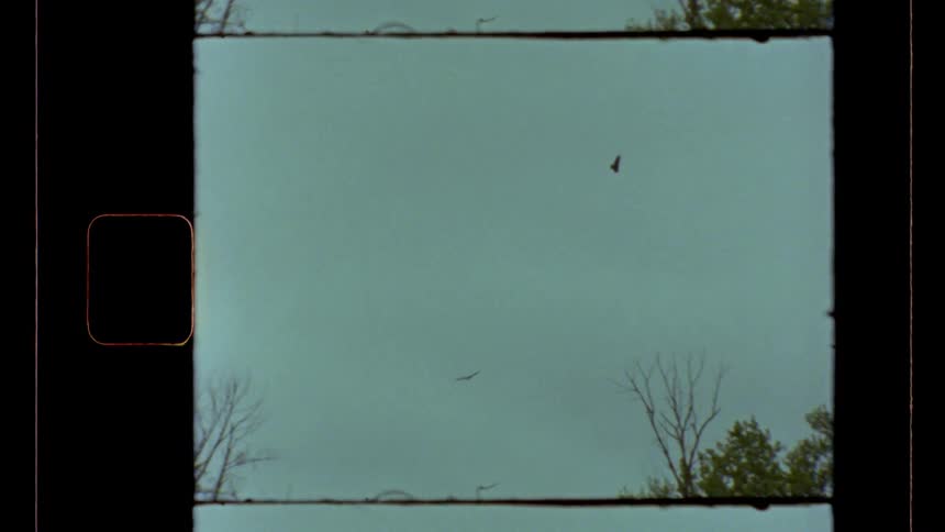 A shot of a lightcolored sky contains flying avian life framed by the top sections of dormant trees