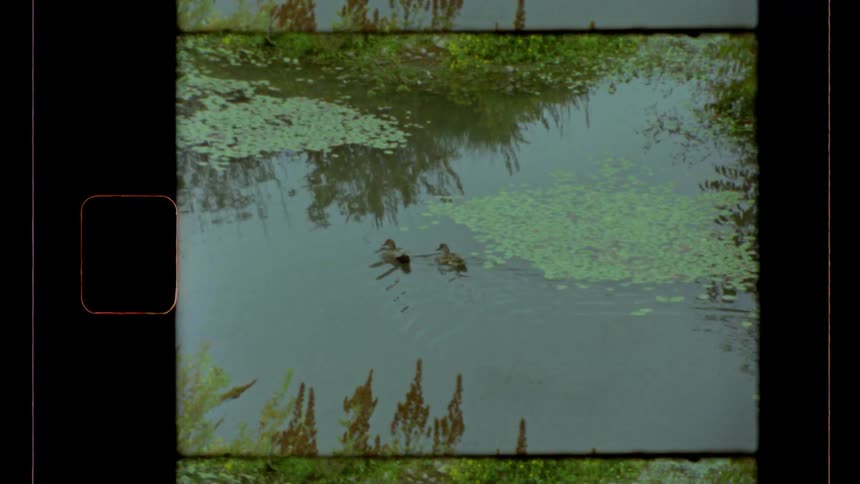 This is a vintagestyle clip presented in a film strip frame showing two ducks swimming in a pond or slowmoving stream the water is partially covered with lily pads and reflects the green overgrown banks