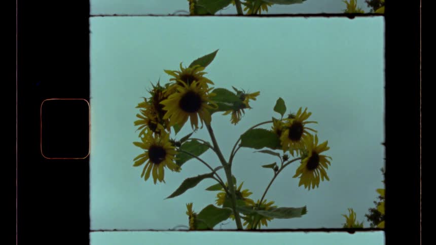 This video is a static medium shot of a cluster of sunflowers against a plain pale blue or overcast sky presented with a vintage film effect including a sprocketholed border the flowers have a dark slightly desaturated appearance typical of older f