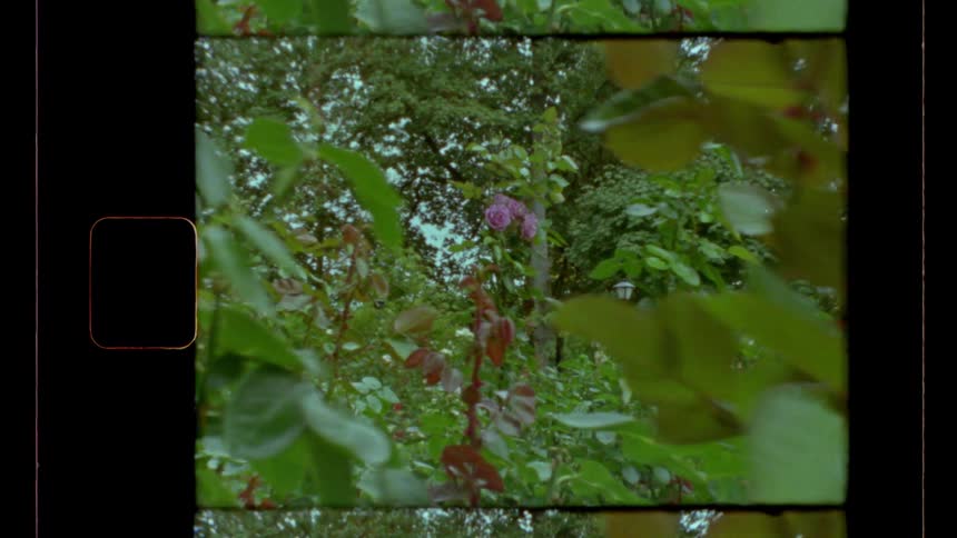 Flowers bloom in a garden during the daytime