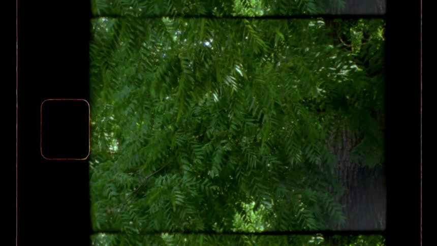 Film of the leafs of a tree swaying in the wind on a sunny day