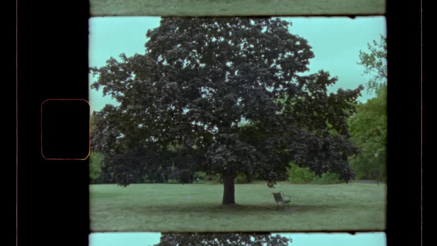 This vintage film clip presents a static centered shot of a large fullleafed tree standing in the middle of a grassy park or field a small metal chair sits beneath its canopy to the right and the frame includes film sprockets and a reflected image at