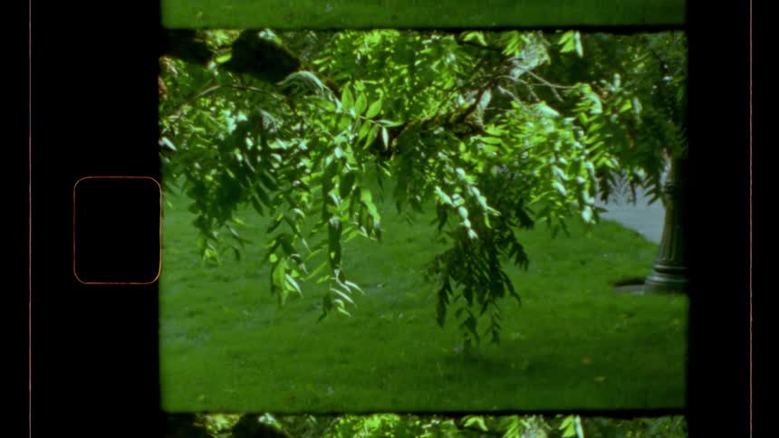 Bright green tree foliage hanging down over a flat grassy surface with a dark lamppost base visible on the far right