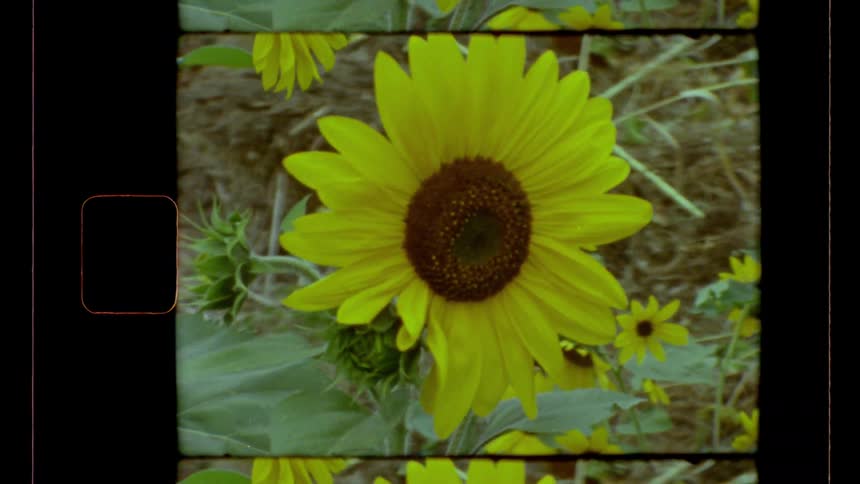 A large sunflower is in full bloom as others grow nearby