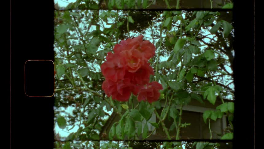 This vintage film clip is a static shot centered on a cluster of bright reddishorange roses growing on a vine or bush the flowers are surrounded by green foliage and a glimpse of a wooden structure is visible in the background