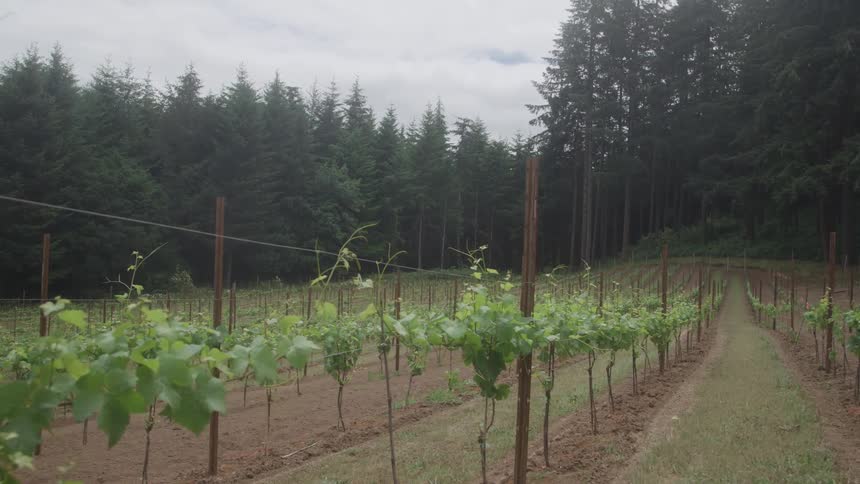 The video is an exterior wide shot of a lush vineyard in the countryside likely during the spring or summer the neat rows of grapevines are supported by stakes and wires with a dense pine forest forming the backdrop