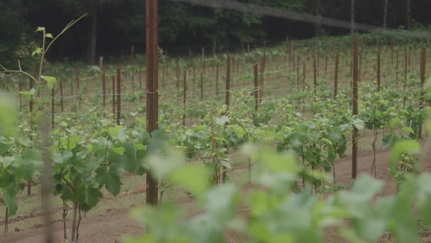 Row of grapevines growing in a vineyard