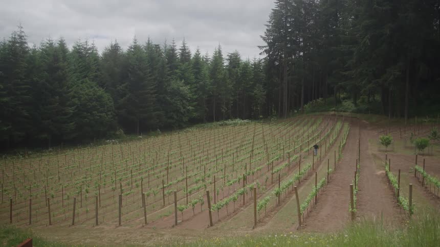 A wide shot shows a vineyard worker tending to the grapevines in a large scenic vineyard