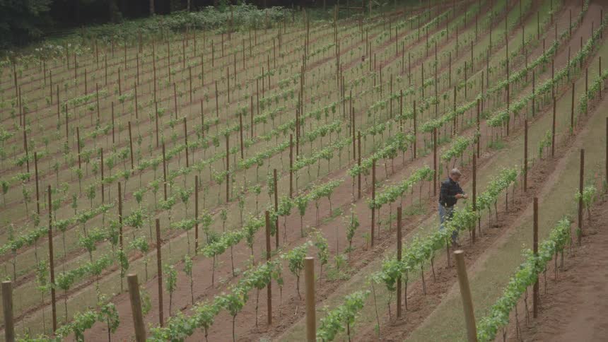 An overhead shot of a large agricultural field shows straight rows of young green grapevines growing on stakes across a sloping hillside with a single person visible working among the rows