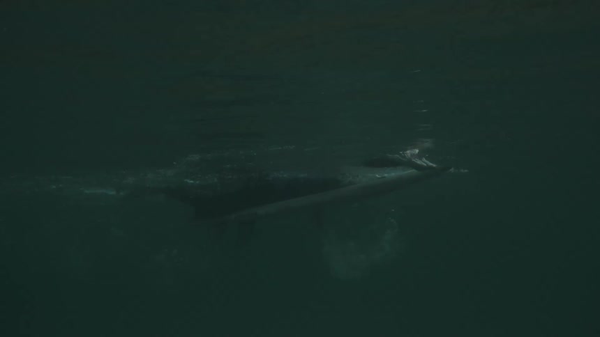 Surfer paddles on partially submerged board in lowlight aquatic setting