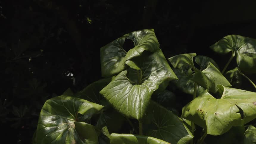 A closeup video focuses on a cluster of large shiny heart shaped green leaves of a ligularia or similar plant with a bright highlight catching the texture of the upper leaves against a deep dark background of shadows