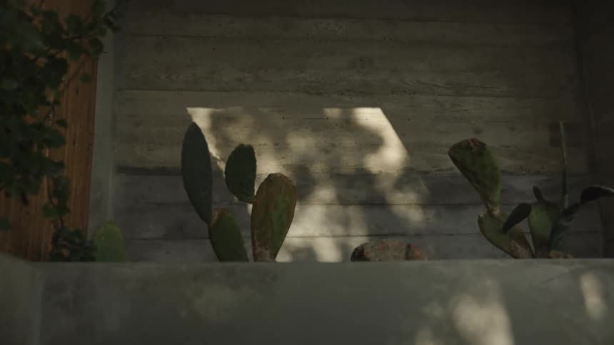 The green cactus is by the home