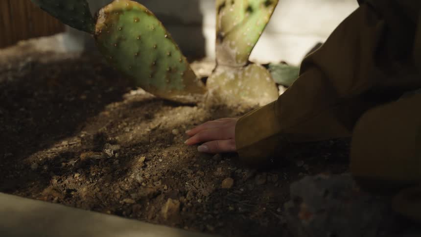 A persons hand with bare fingers rests on the surface of brown textured soil next to the flat green pads of a large cactus plant
