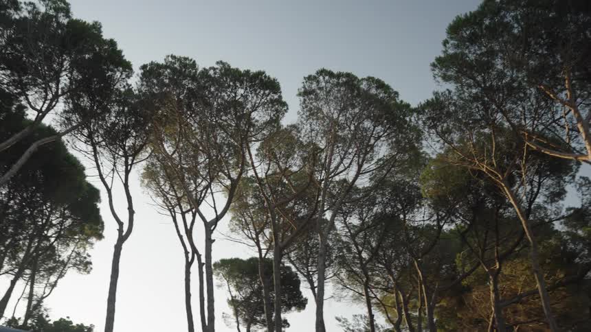 Tall tree canopies sway gently under the clear sky