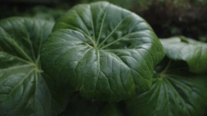 Close up of plant with large green leaves outdoors in a garden during daytime