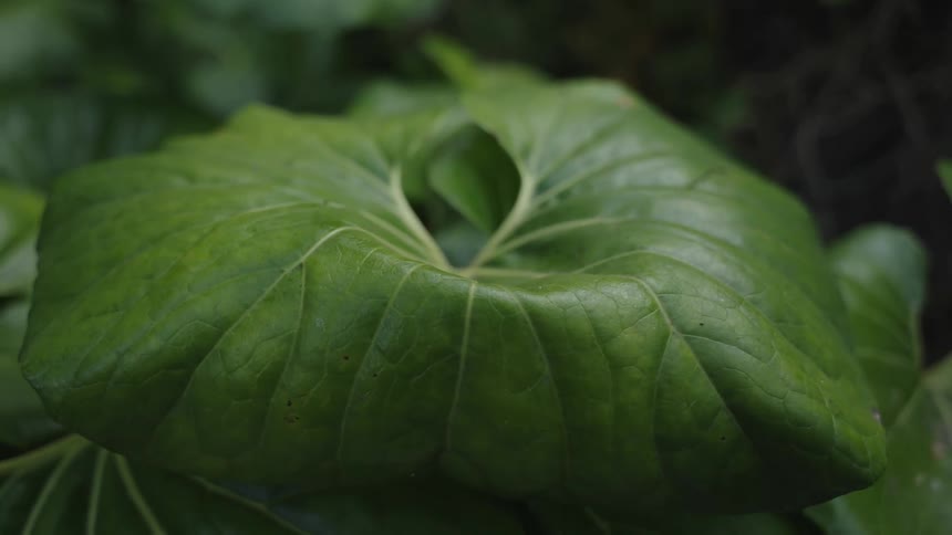 Green leaf with a glossy texture and prominent veins