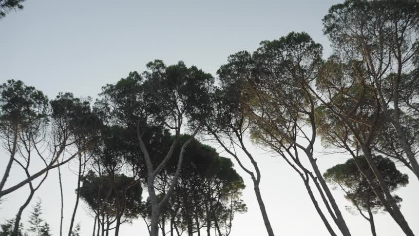 Grove of tall trees stands under a light blue sky on an autumn day