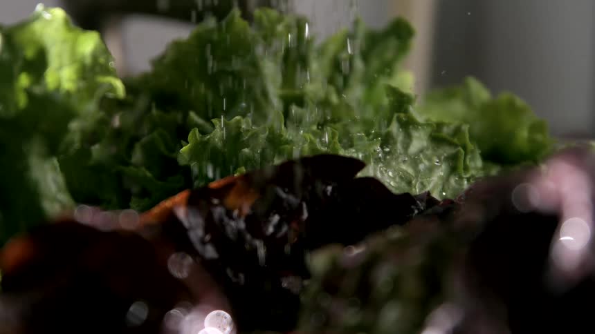 Close up of fresh leafy vegetables placed under running water in a kitchen